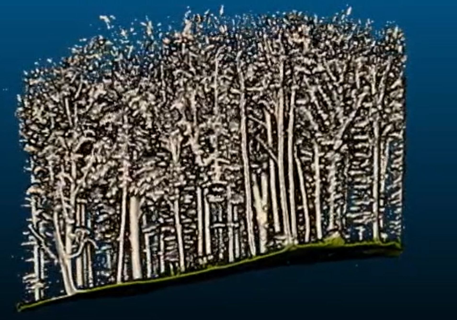 Valzer in foresta